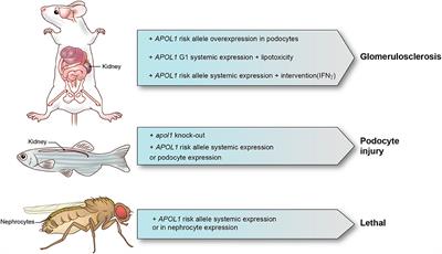 Lessons From APOL1 Animal Models